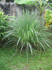 Manufacturers Exporters and Wholesale Suppliers of Lemongrass Leaves Neemuch Madhya Pradesh